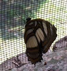 Metamorpha elissa