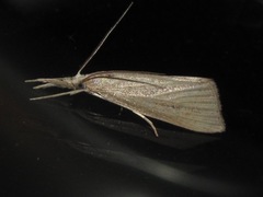 Eoreuma densellus