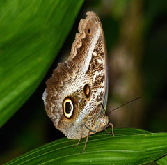 Caligo euphorbus