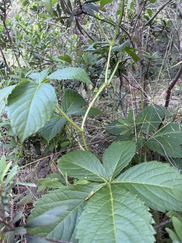 Cyphostemma barbosae image