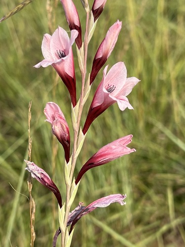 Gladiolus hollandii image