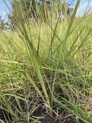 Gladiolus hollandii image