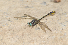 Phanogomphus sandrius