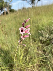 Gladiolus hollandii image