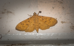Conogethes