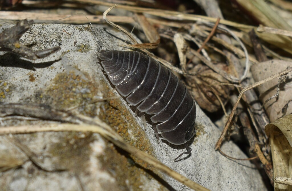 Arcadian Pill Woodlouse