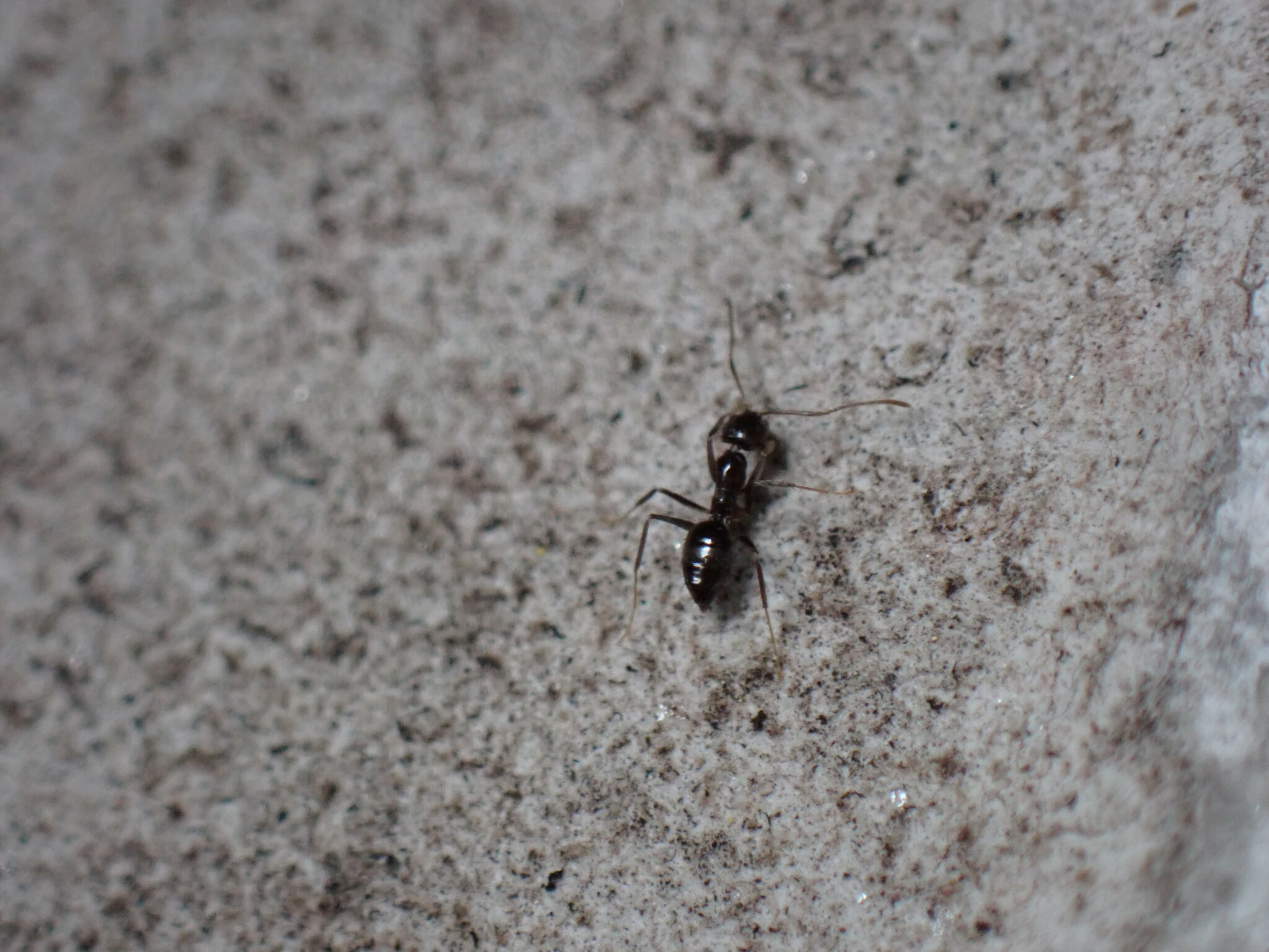 Nylanderia amia