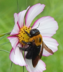 Xylocopa appendiculata circumvolans