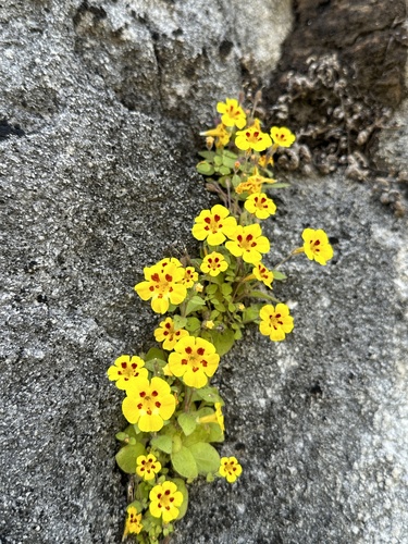 Kaweah monkeyflower (Erythranthe norrisii)