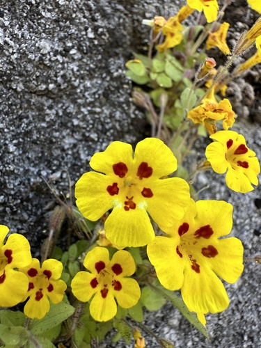 Image of Erythranthe norrisii by (c) Matt Berger, some rights reserved (CC BY)