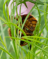 Vespa simillima xanthoptera