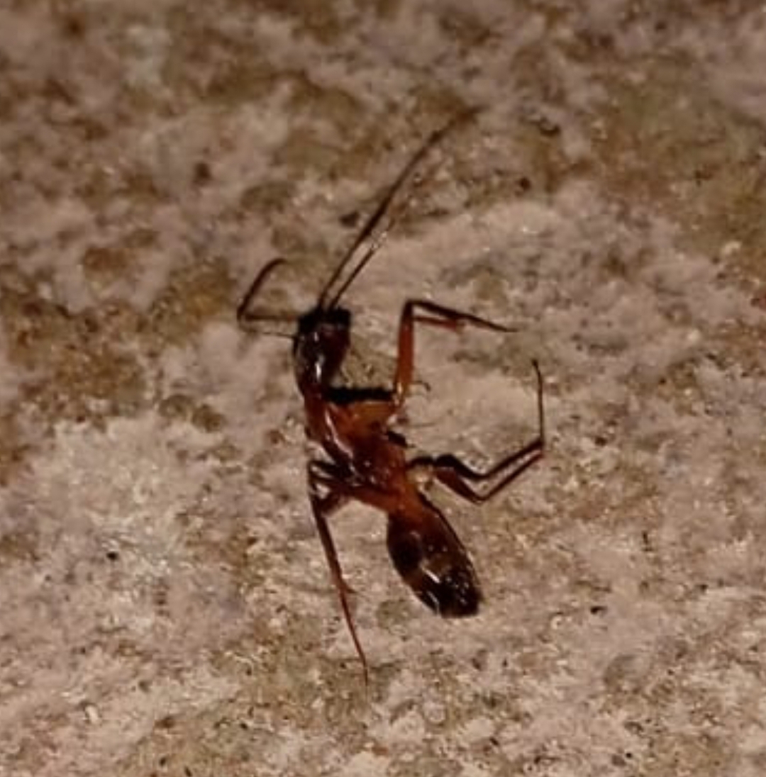 Camponotus conspicuus