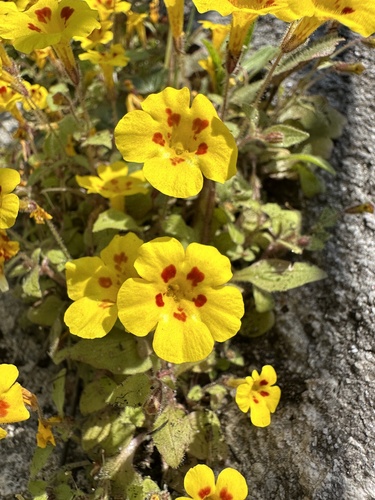 Kaweah monkeyflower (Erythranthe norrisii)