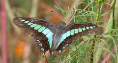 Graphium sarpedon nipponum