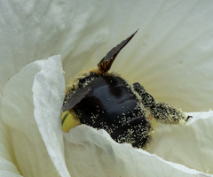 Xylocopa appendiculata circumvolans