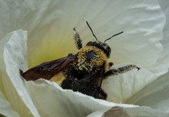Xylocopa appendiculata circumvolans