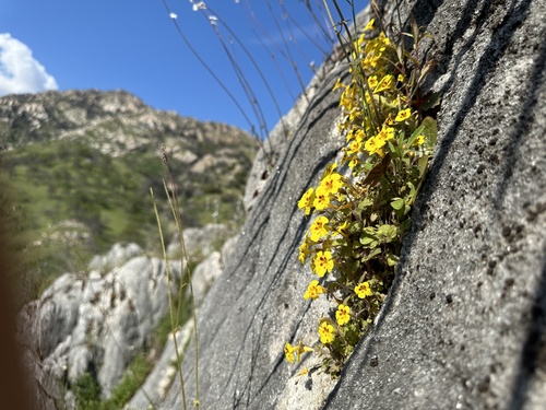 Image of Erythranthe norrisii by (c) Matt Berger, some rights reserved (CC BY)