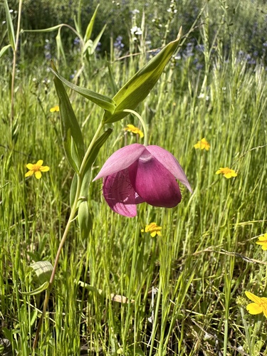 Purple fairy-lantern (Calochortus amoenus)