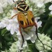 Delta Flower Scarab - Photo (c) Luke Armstrong, some rights reserved (CC BY-NC), uploaded by Luke Armstrong
