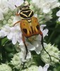 Delta Flower Scarab - Photo (c) Luke Armstrong, some rights reserved (CC BY-NC), uploaded by Luke Armstrong