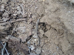 Xantusia vigilis