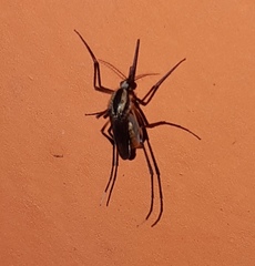 Psorophora longipalpus