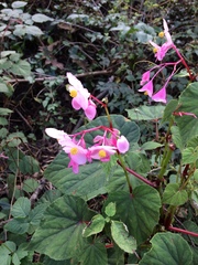 Begonia grandis