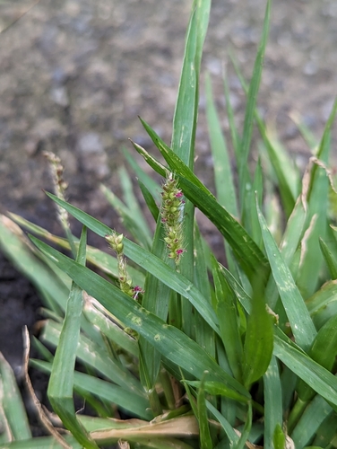 Sacciolepis indica
