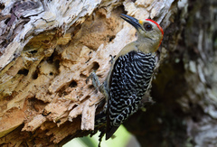 Red-Crowned Woodpecker photo 2