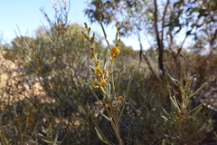 Acacia rigens