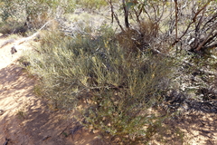 Acacia rigens