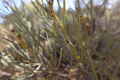 Acacia rigens