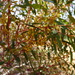 Eucalyptus leptophylla - Photo (c) Wayne Martin, algunos derechos reservados (CC BY-NC)