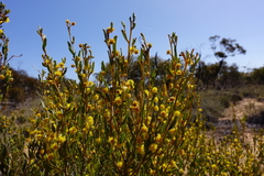 Acacia wilhelmiana