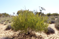 Acacia wilhelmiana