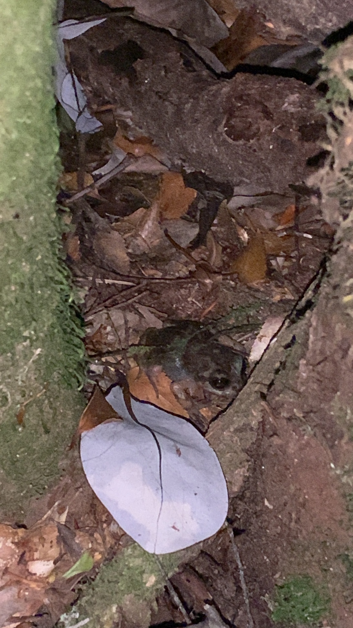 Eupsophus emiliopugini Formas, 1989