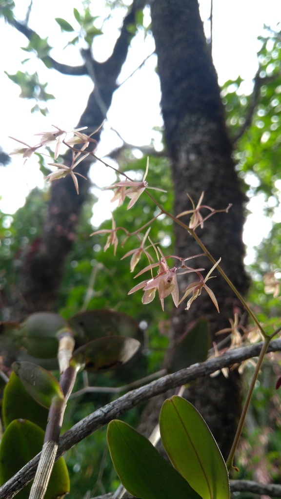 Epidendrum diffusum Sw. 4