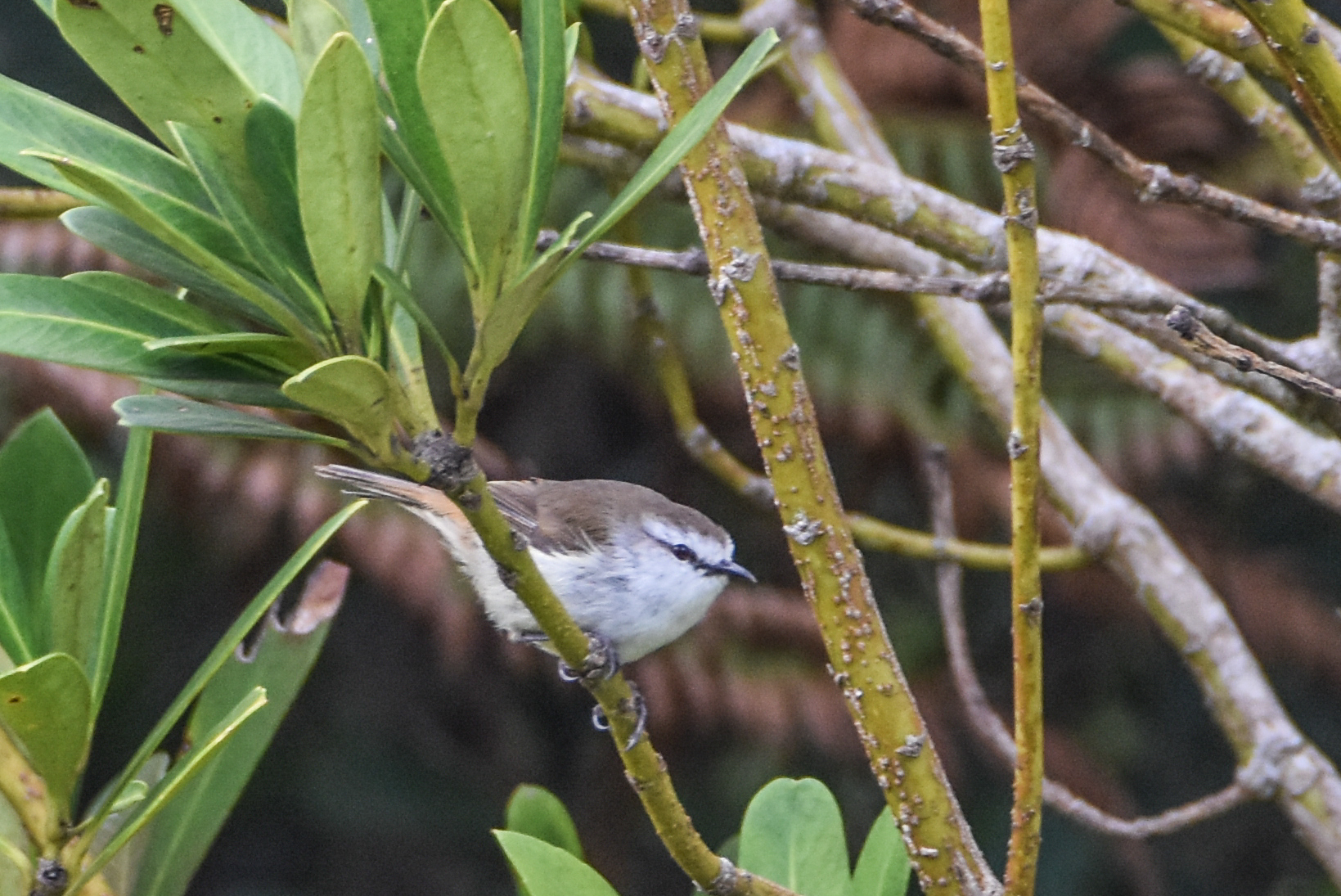 Chatham Islands Gerygone (Gerygone albofrontata), photo 9