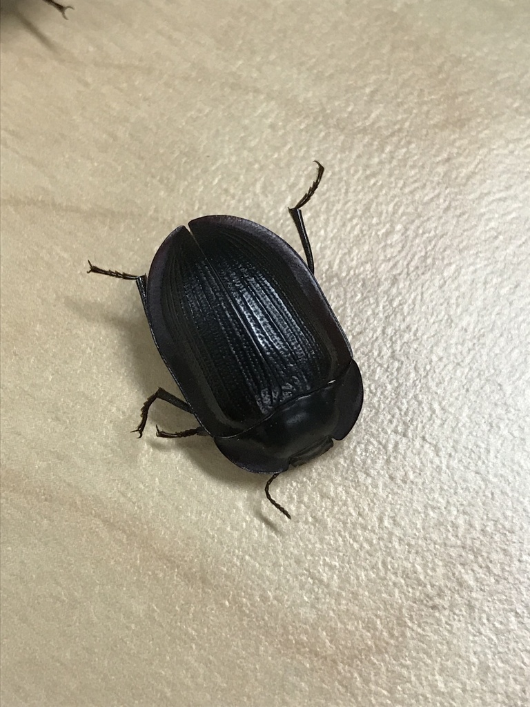 blue piedish beetles from Narrabri Lawn Cemetery, Narrabri, NSW, AU on