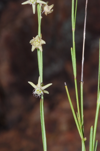 Aspidoglossum araneiferum image