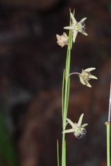 Aspidoglossum araneiferum image