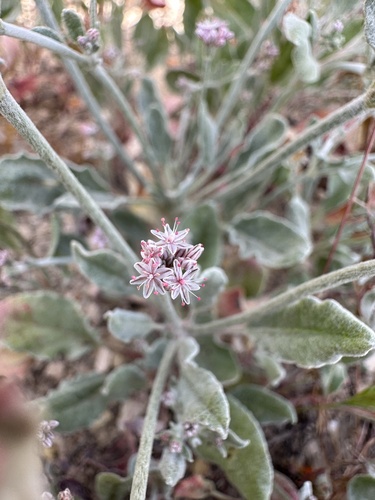 Image of Eriogonum vestitum by (c) Matt Berger, some rights reserved (CC BY)