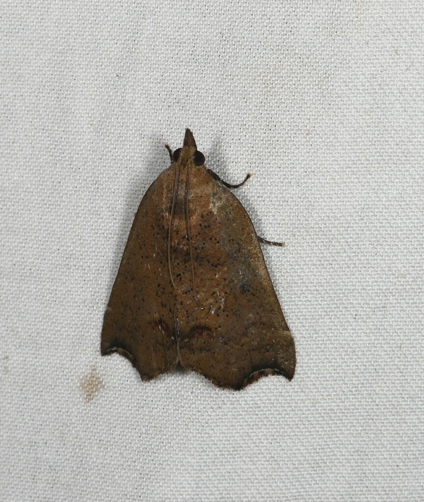 Macna coelocrossa