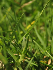 Cenchrus clandestinus