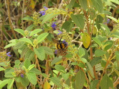 Bombus hortulanus