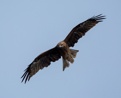 Milvus migrans lineatus