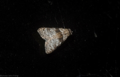 Nola euraphes