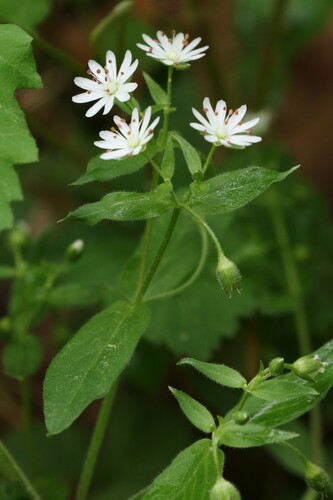 star chickweed