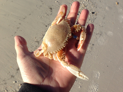 Arenaeus cribrarius