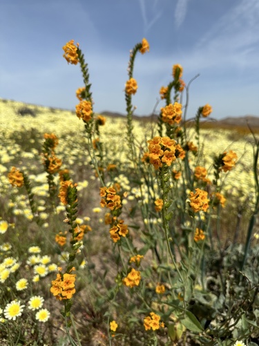 Green fiddleneck (Amsinckia vernicosa)